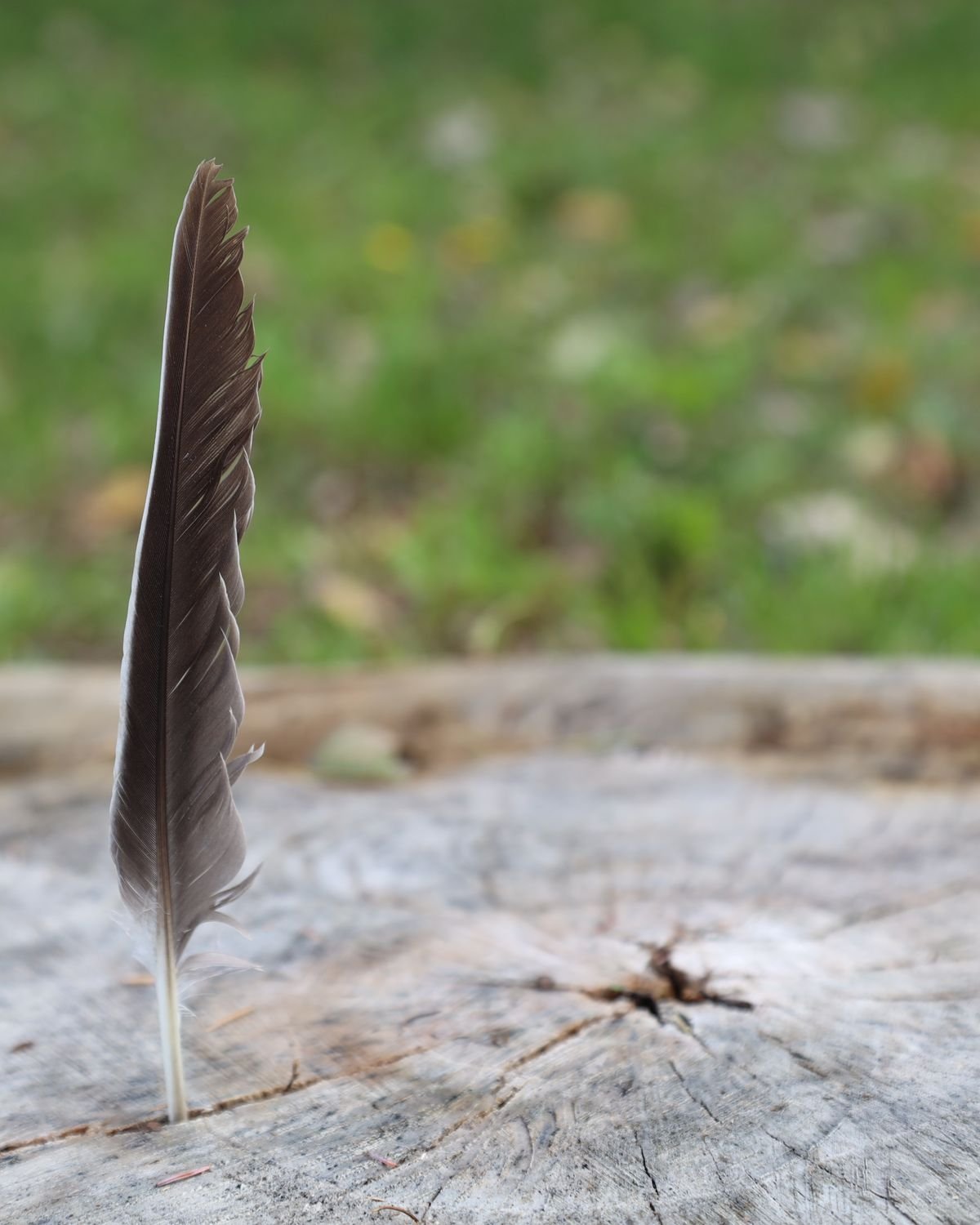 A single eagle feather standing upright