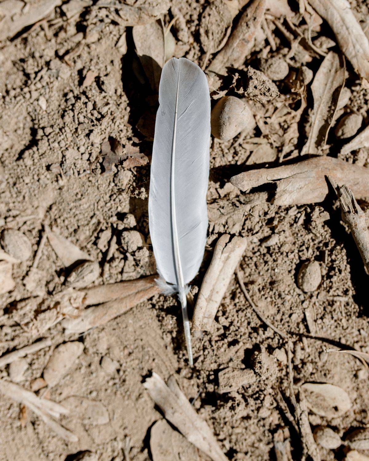 A long brown and white eagle feather