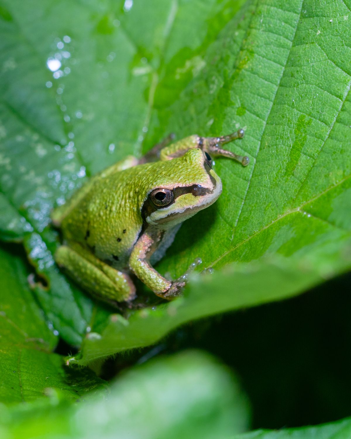A Pacific tree frog, small and green, on a wet leaf in British Columbia