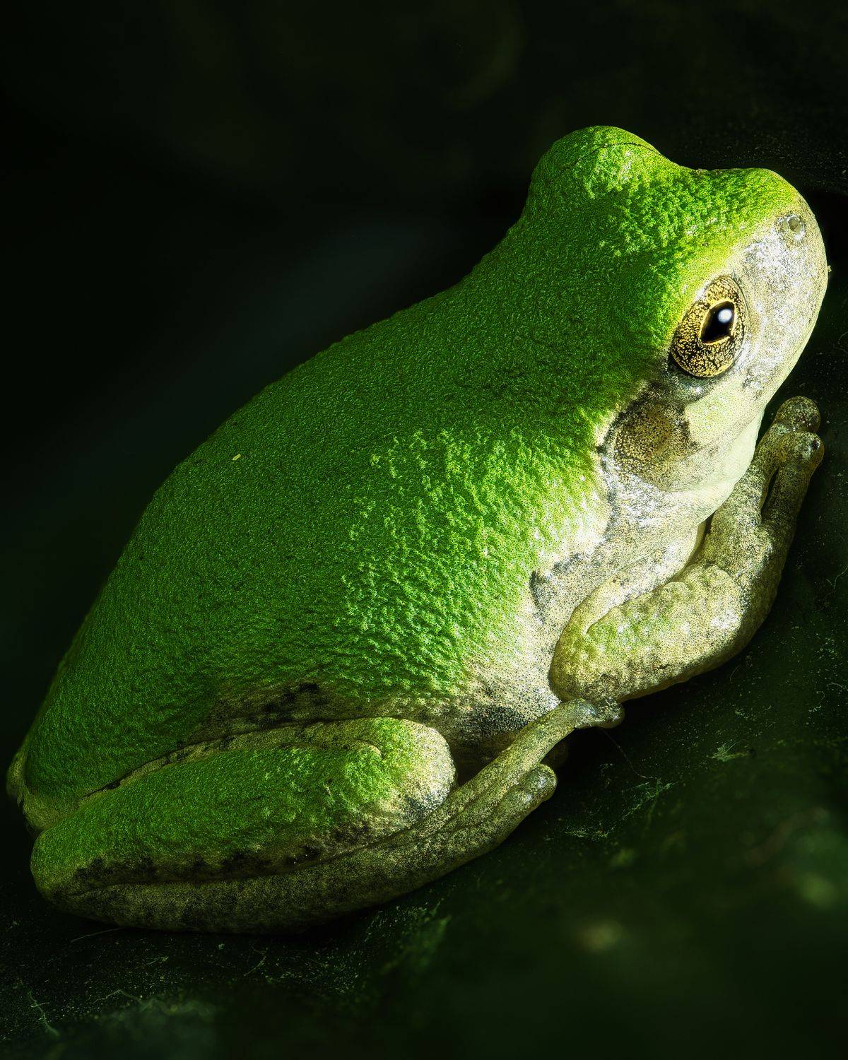 A bright green tree frog resting close up