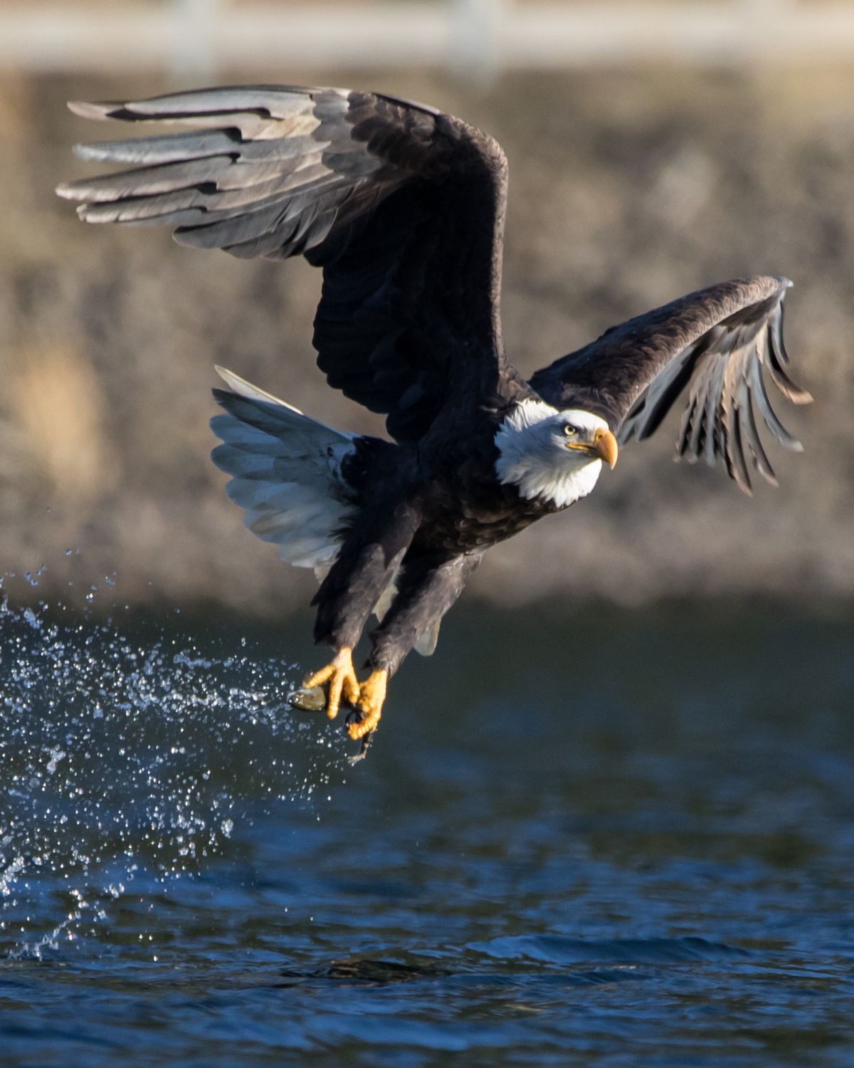 A bald eagle lifting off a river with talons out and water spraying, white head sharp.