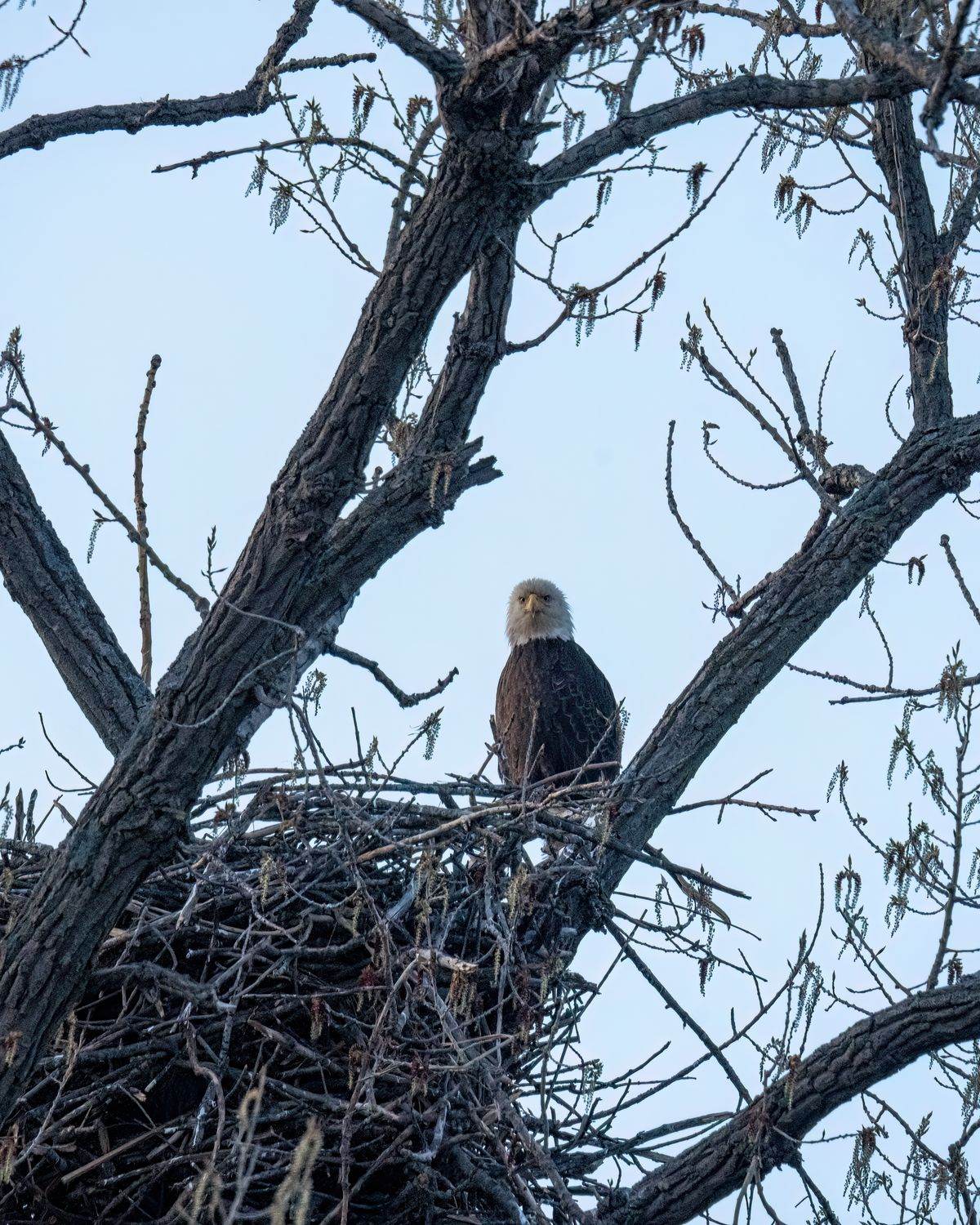 An adult bald eagle perched at its nest in a bare winter tree.