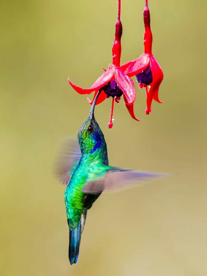 A green and black hummingbird flying with wings outstretched.