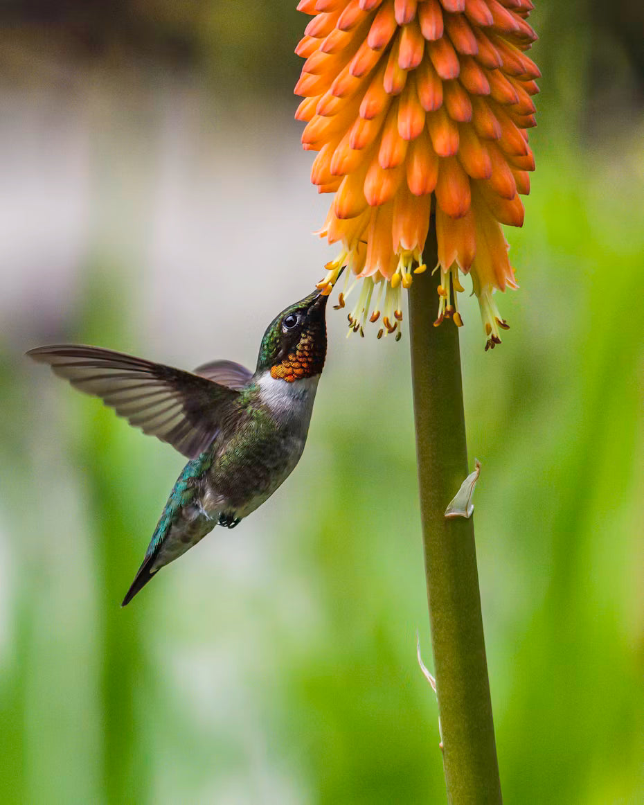 A brown hummingbird hovering near an orange flower in daylight.