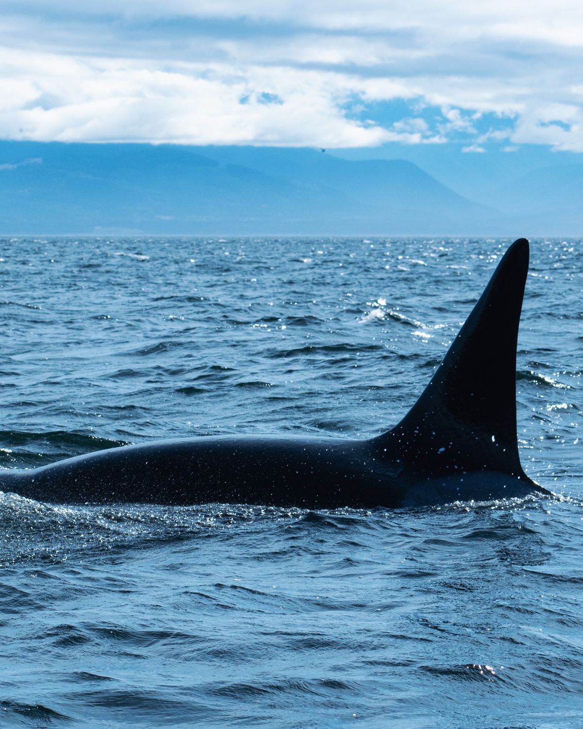 An orca surfacing in coastal waters