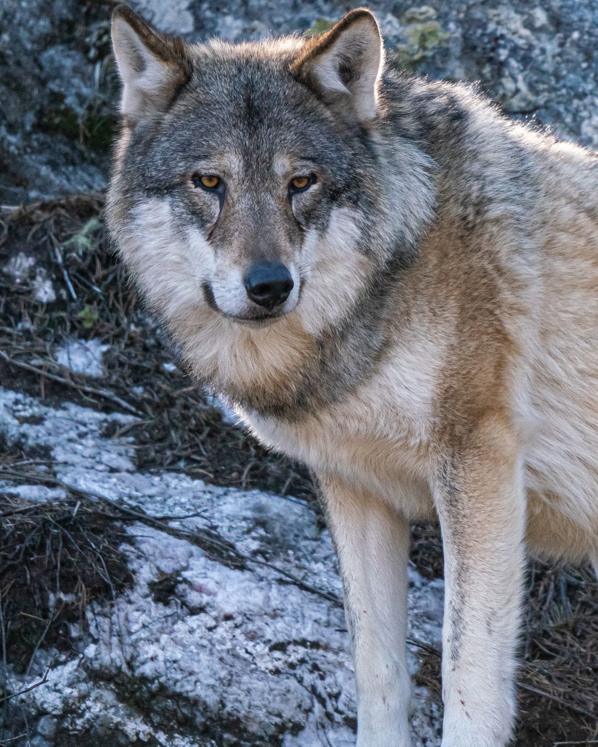 A grey wolf looking straight ahead