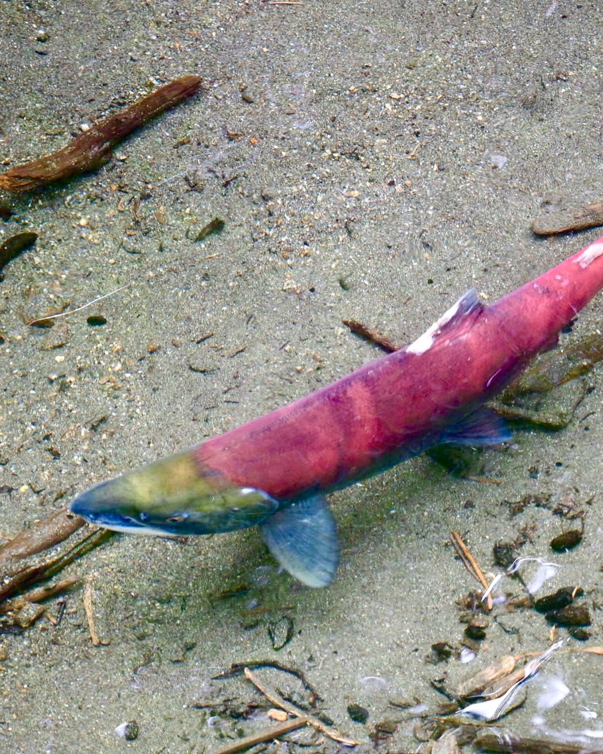 A single red sockeye salmon at the gravel