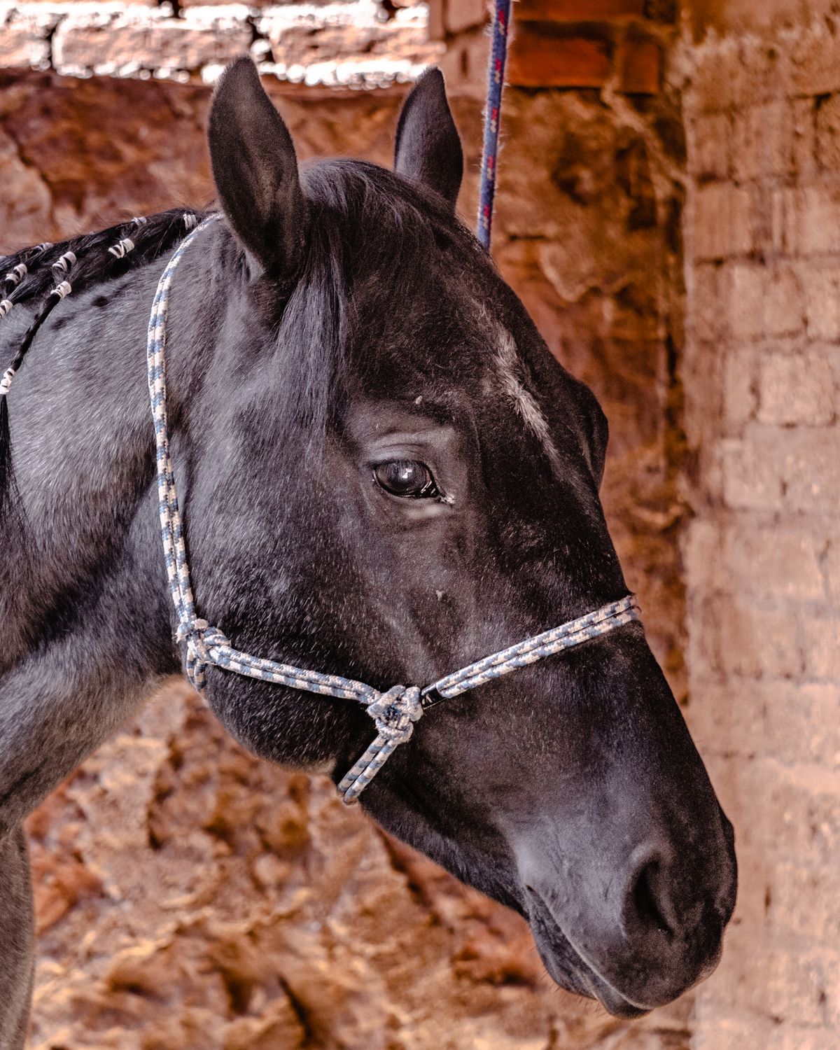 A bay horse looking gently at the camera