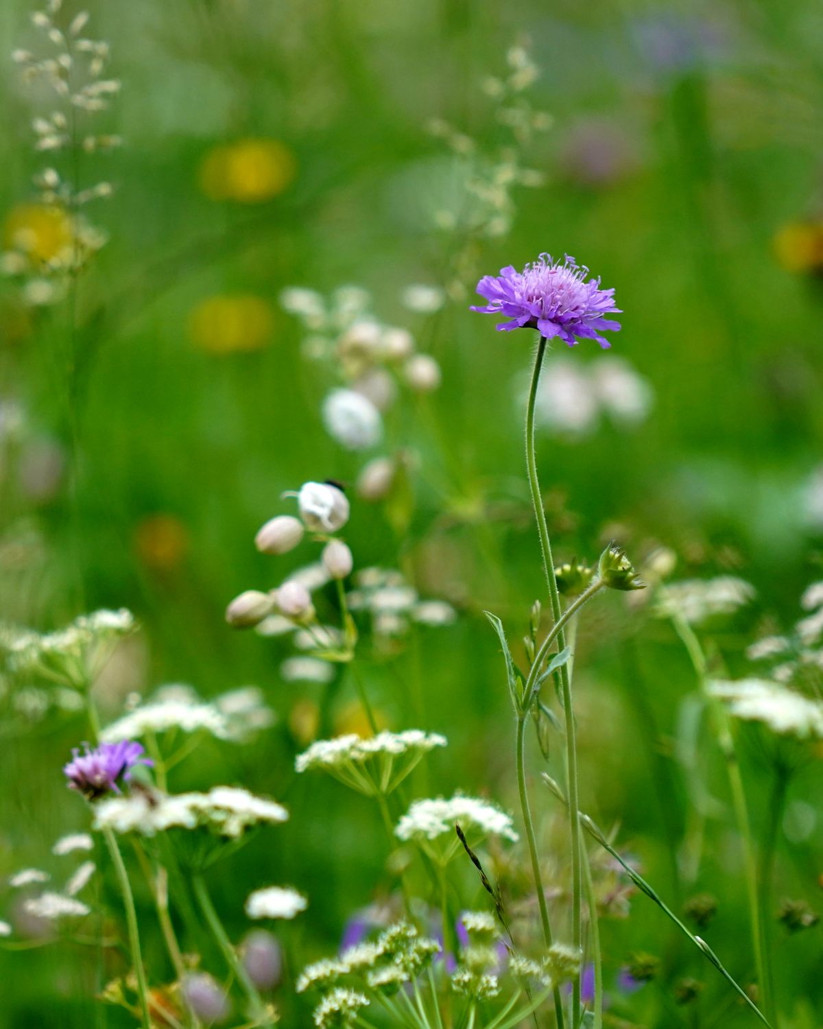 White and purple wildflowers