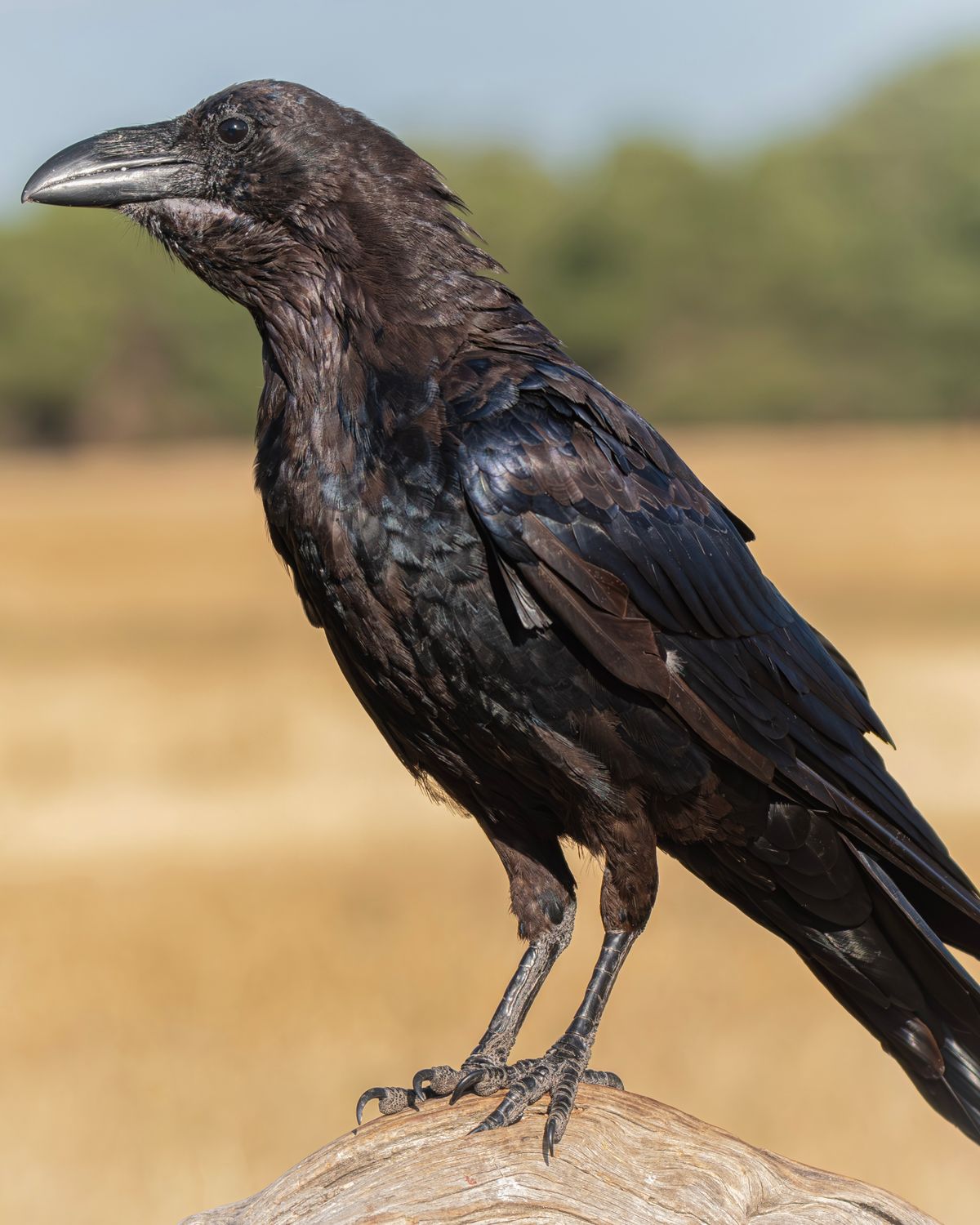 A raven on a rock, head tipped