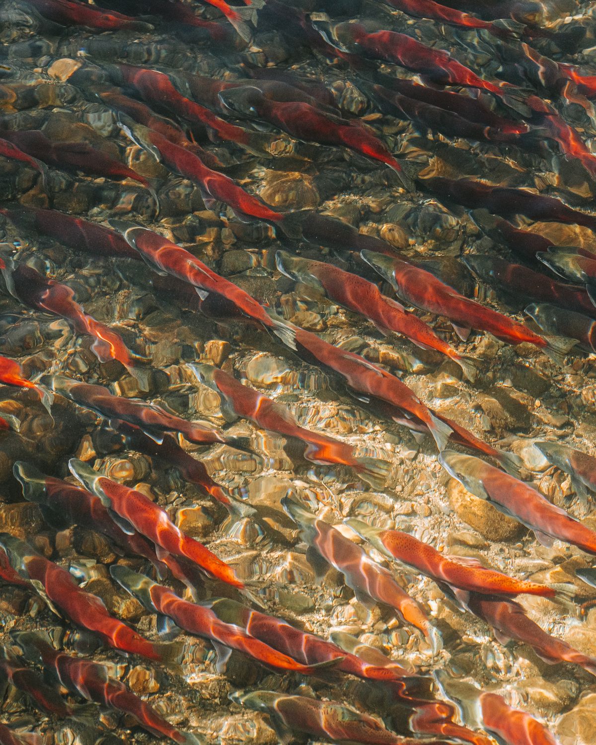 A run of red sockeye salmon in a river