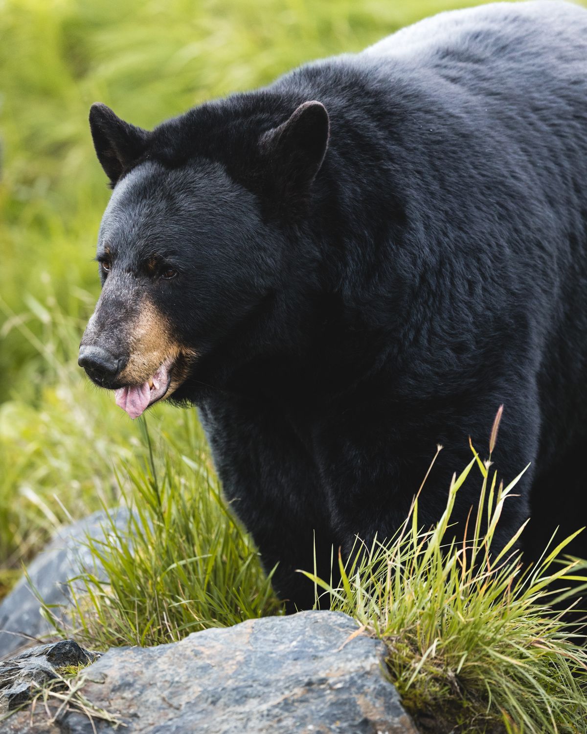 A black bear in green grass