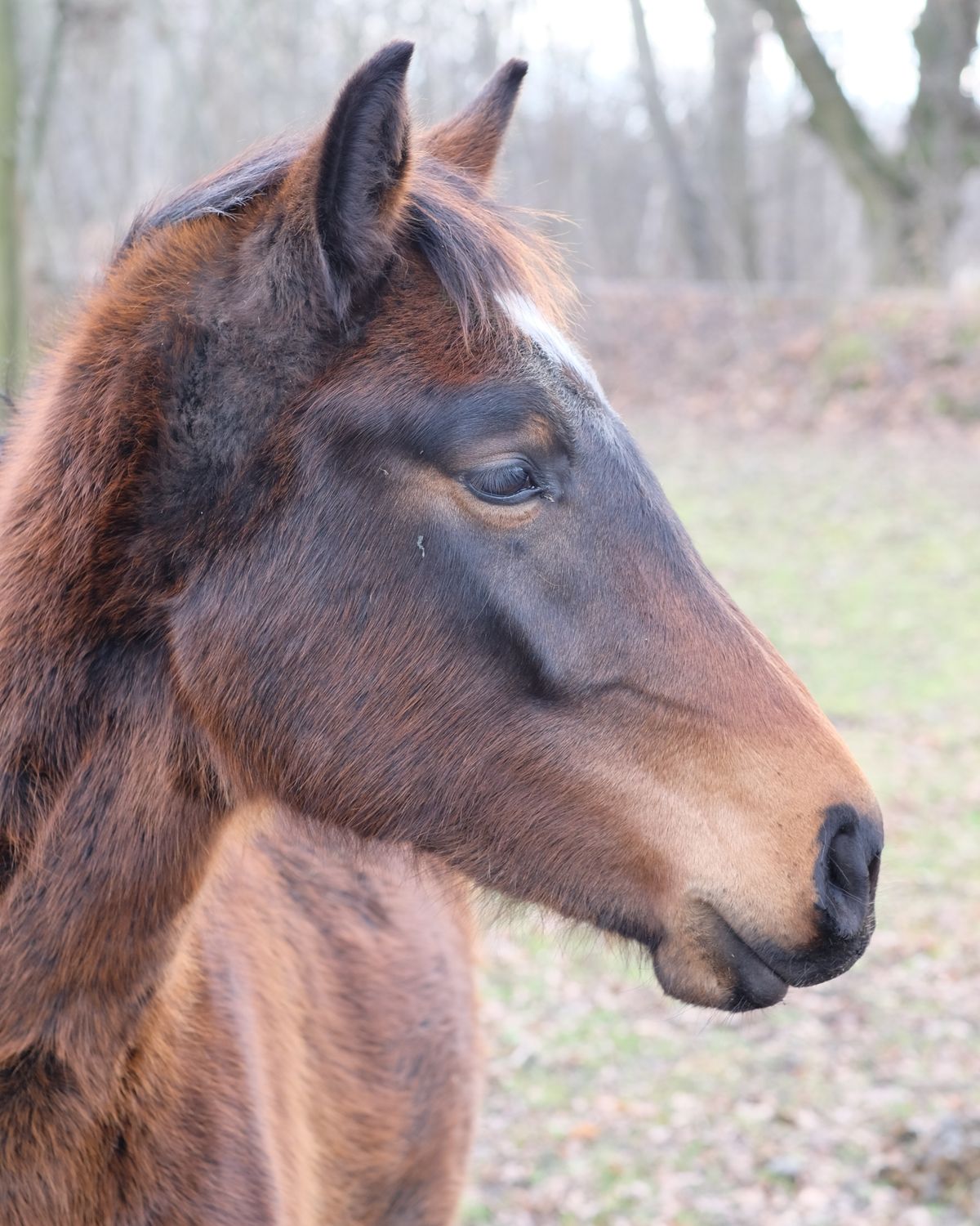 A chestnut horse, head close