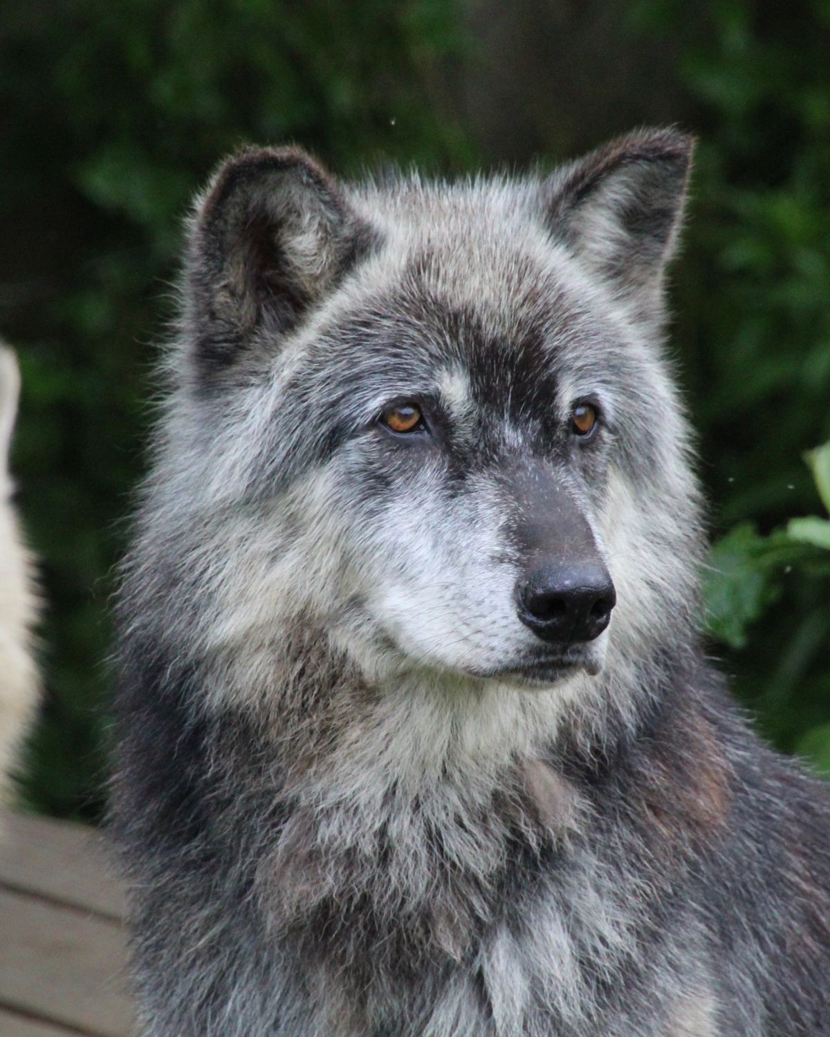 A grey wolf in the forest