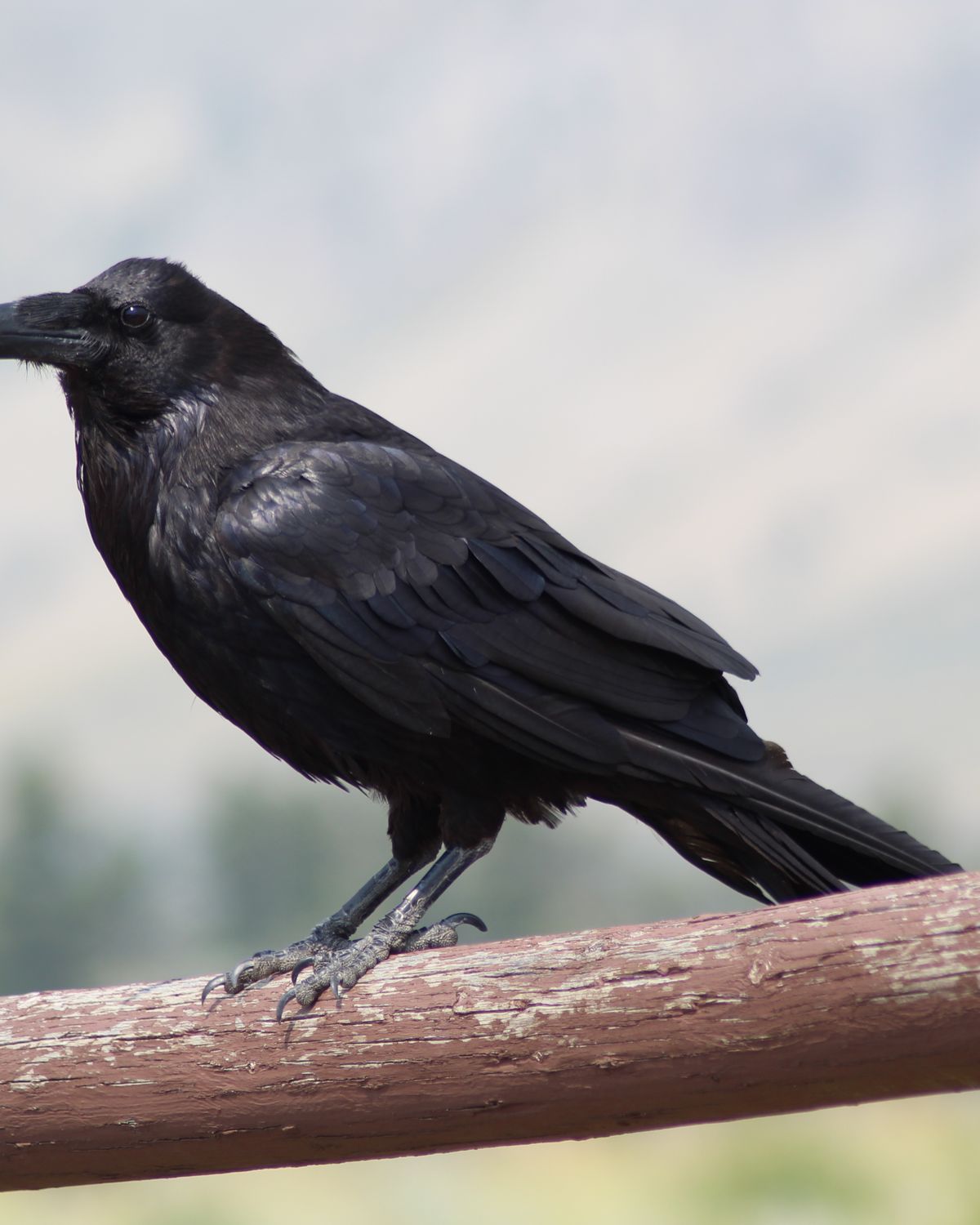 A raven perched on a branch