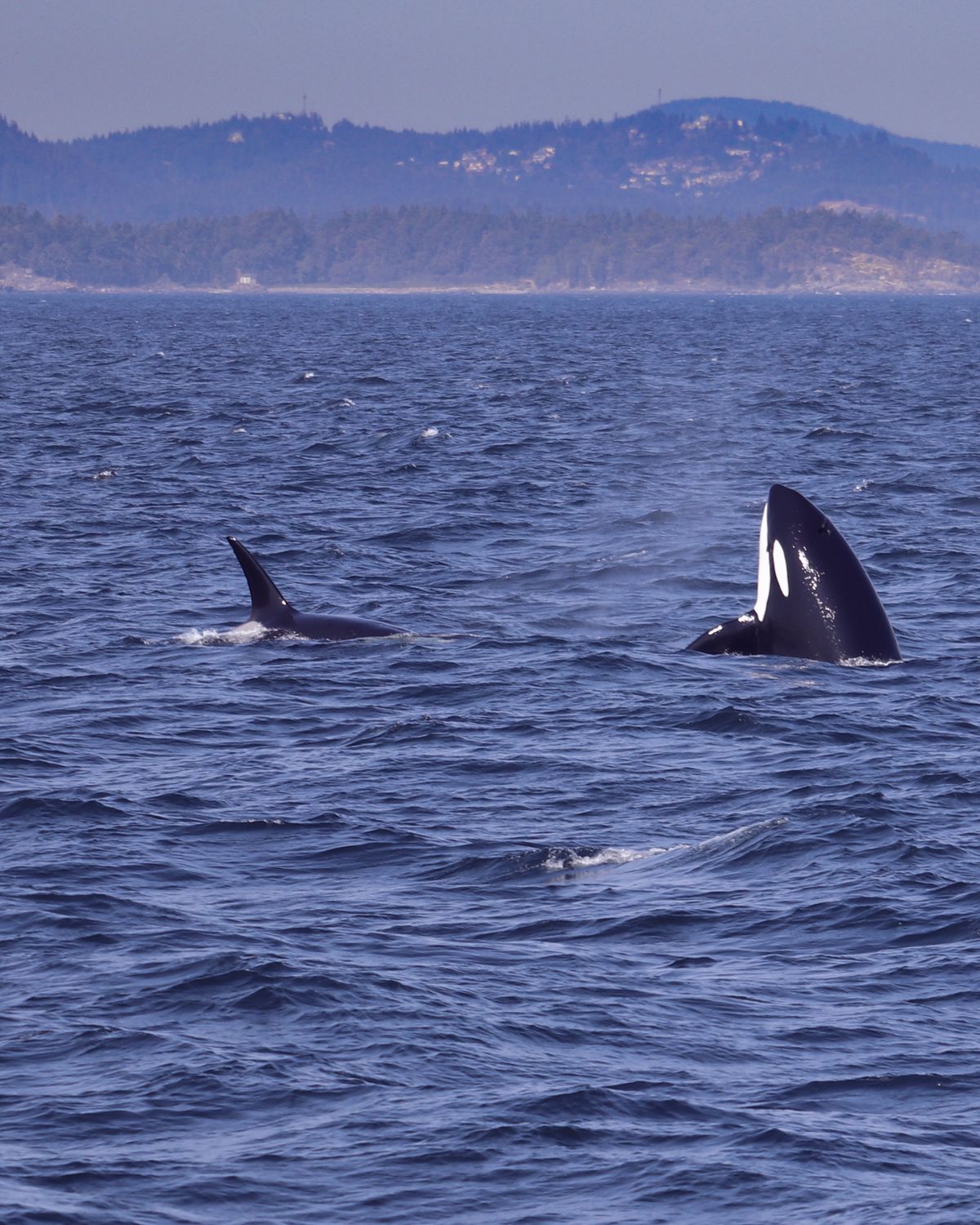 Orcas travelling together with coastal mountains behind