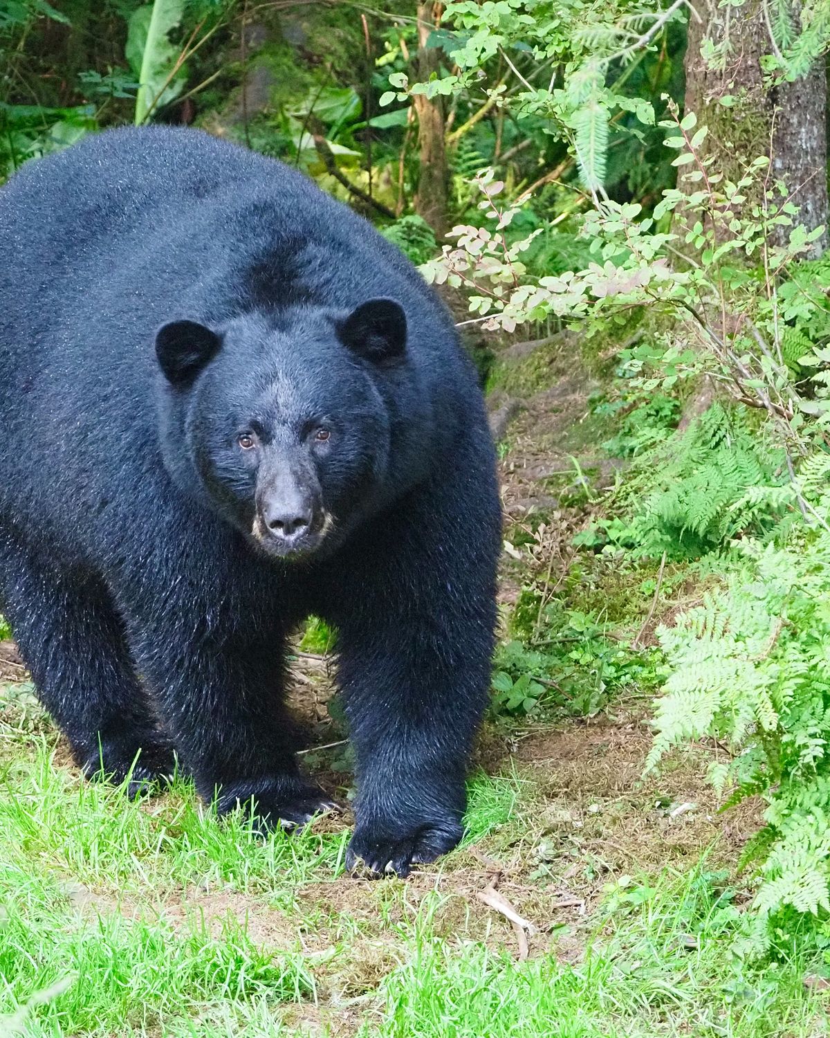 A black bear on a forest trail