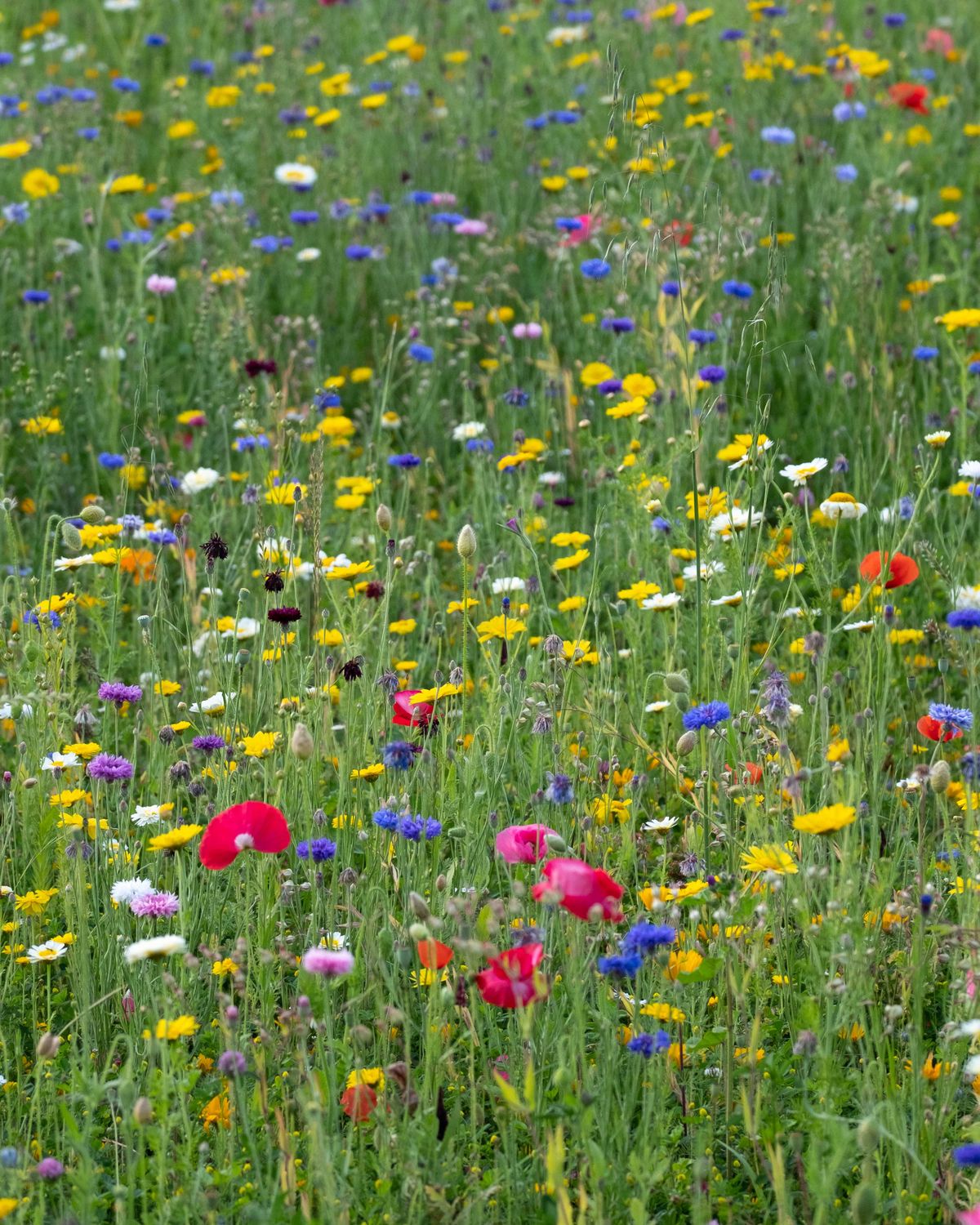 A meadow of mixed wildflowers