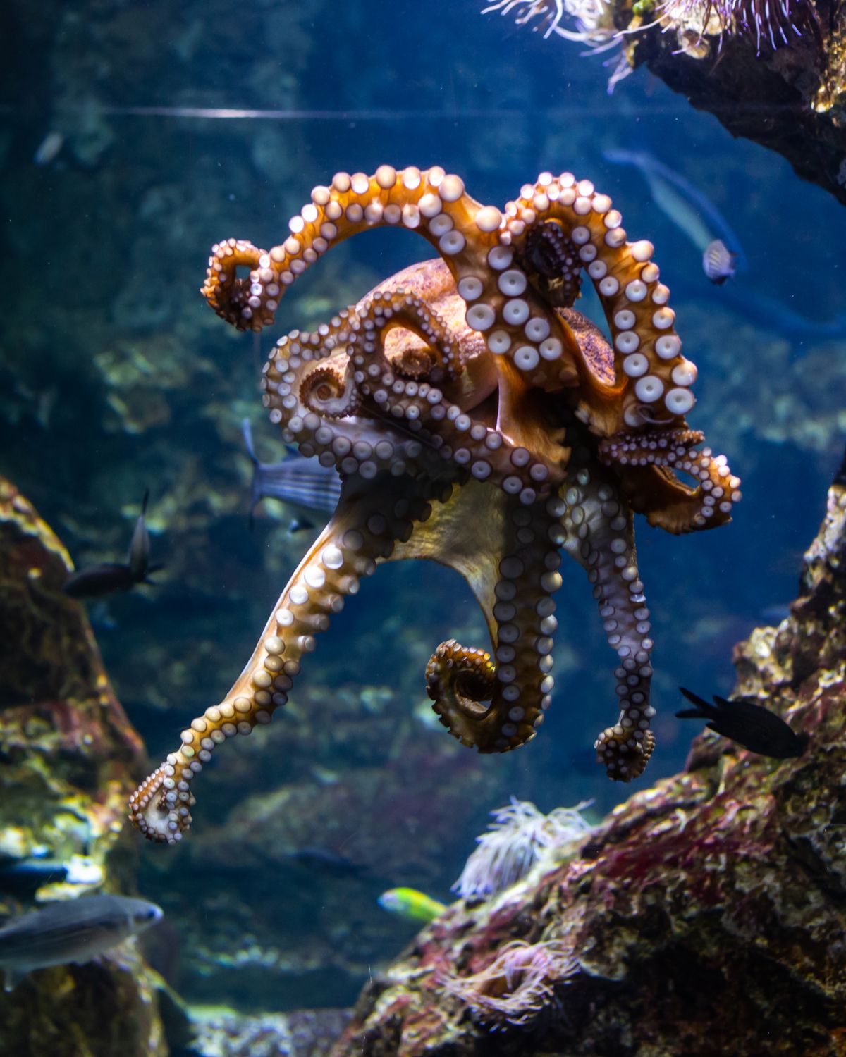 An octopus with arms spread