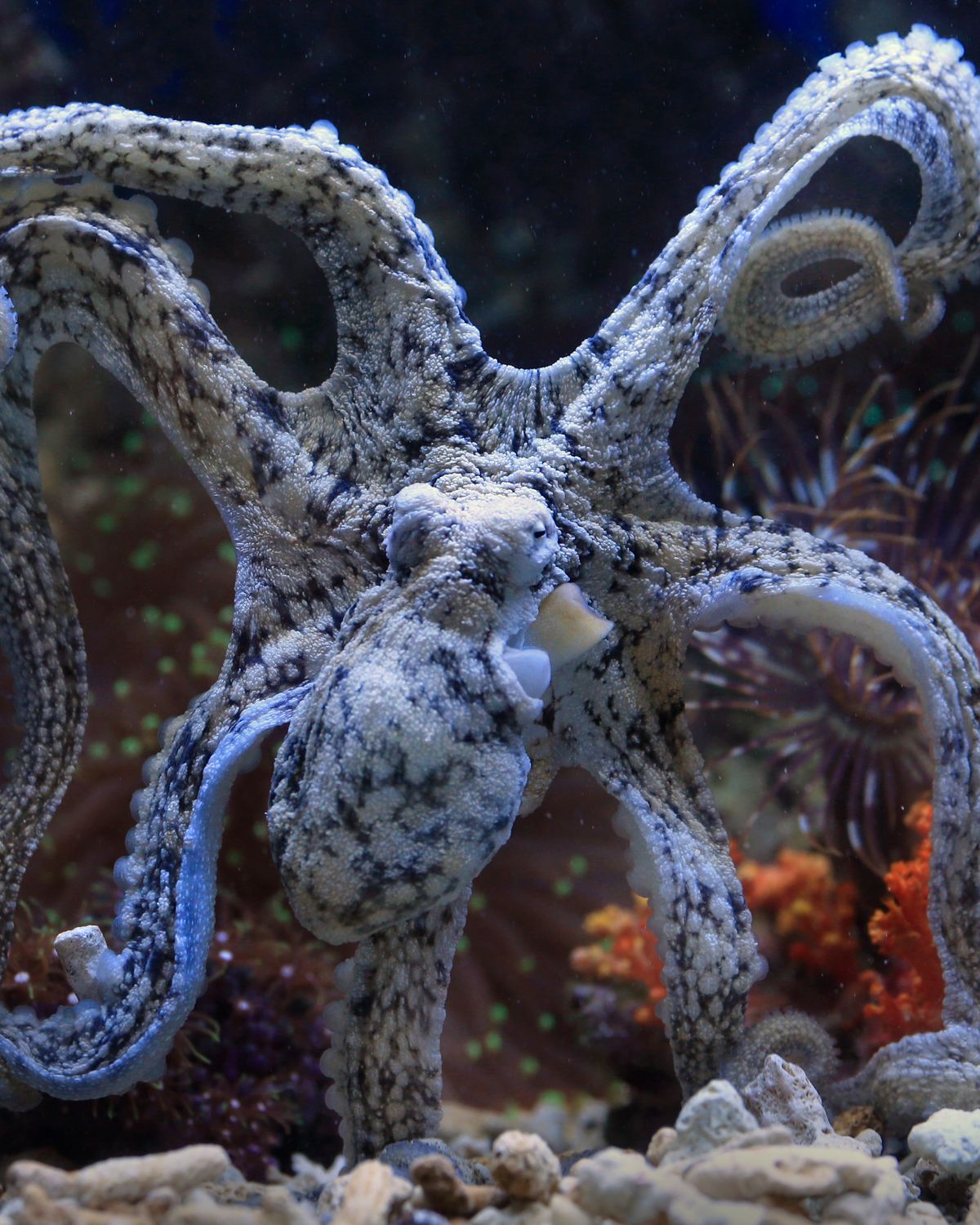 A giant Pacific octopus underwater