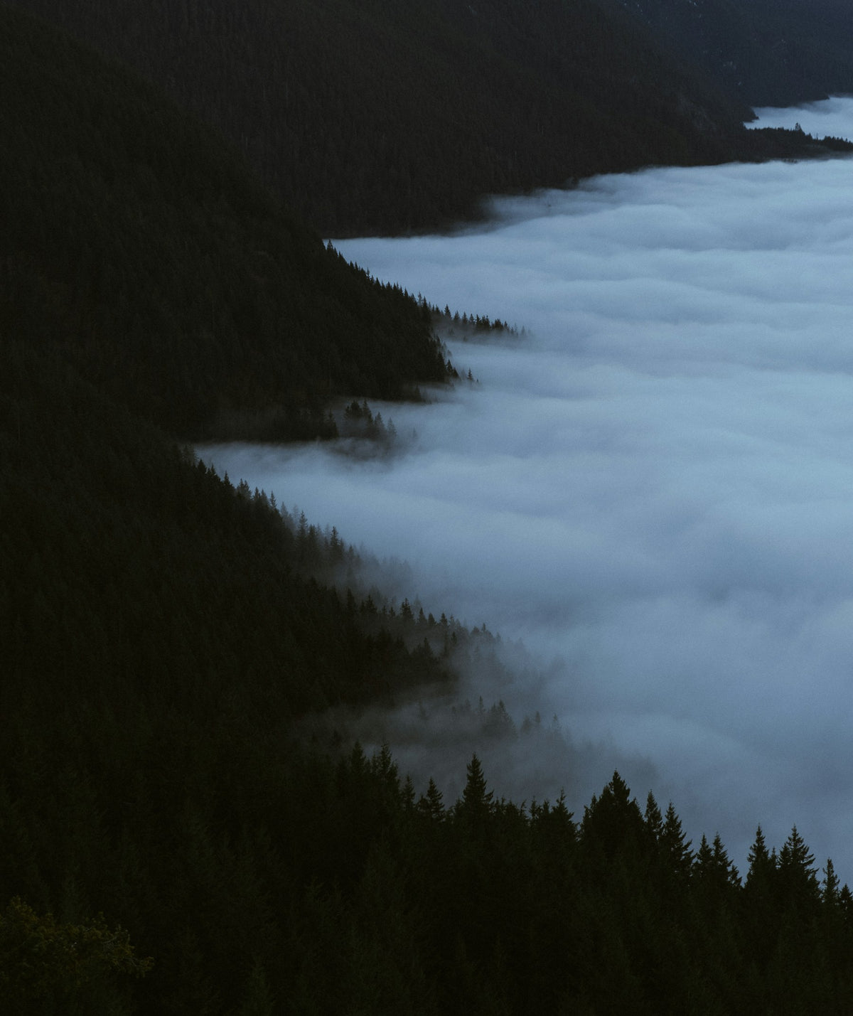 Fog drifting over a dark evergreen ridge at dusk in British Columbia, the kind of treeline where sásq'ets stories begin.